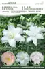 Bulbos de Lírio de Outono de Floração Dupla, Mudas de Flores de Floração Simples, Lírios Perfumados Comprados Diretamente da Holanda, Canhão de Ferro, Plantas de Vaso para Iniciantes do Pátio Karie
