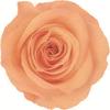 Caja de Joyería Cuadrada de Flores Eternas, Caja para Anillo Flor de Rosa de Cristal, Regalo de Boda San Valentín con Flores Secas, Accesorios de Decoración para Puesto