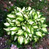 Mudas de ciclame, plantas em vaso, plantas de exterior que gostam de sombra, adequadas para jardins e pátios, plantas com folhagem colorida e flores resistentes ao frio