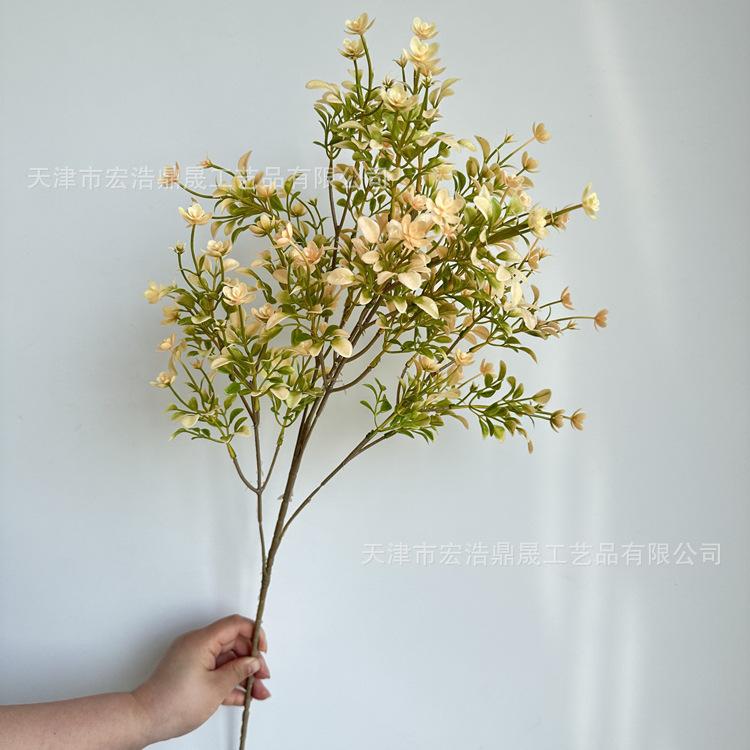 兰花 3.3