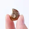 Fósseis de conchas naturais de Madagascar transfronteiriços, conchas crisântemo, espécimes fósseis paleontológicos, ornamentos de pedra originais