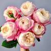 Balcón de Jugo Planta en Maceta Rosa con Capullos Florece Todo el Año Flor de Rosa Rosales Fáciles de Cultivar con Aroma Frutal