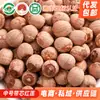 Origem e Fornecimento de Sementes de Lótus Vermelho com Miolo 500g Sementes de Lótus a Granel com Miolo Preço de Fábrica de Lótus Atacado Uma Peça Dropshipping Sementes de Lótus Atacado