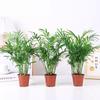 Planta Hidropónica de Coco de Bolsillo en Maceta para Interior, Planta Verde Adecuada para Personas Perezosas para Purificar el Aire y Perenne Todo el Año