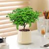 Plantas en Maceta Auténticas de Madera de Pimienta Fragante para Sala de Estar y Escritorio de Oficina Repelente de Mosquitos Plantas Verdes Plantas de Bonsái de Tocón Viejo Son Fáciles de Cuidar