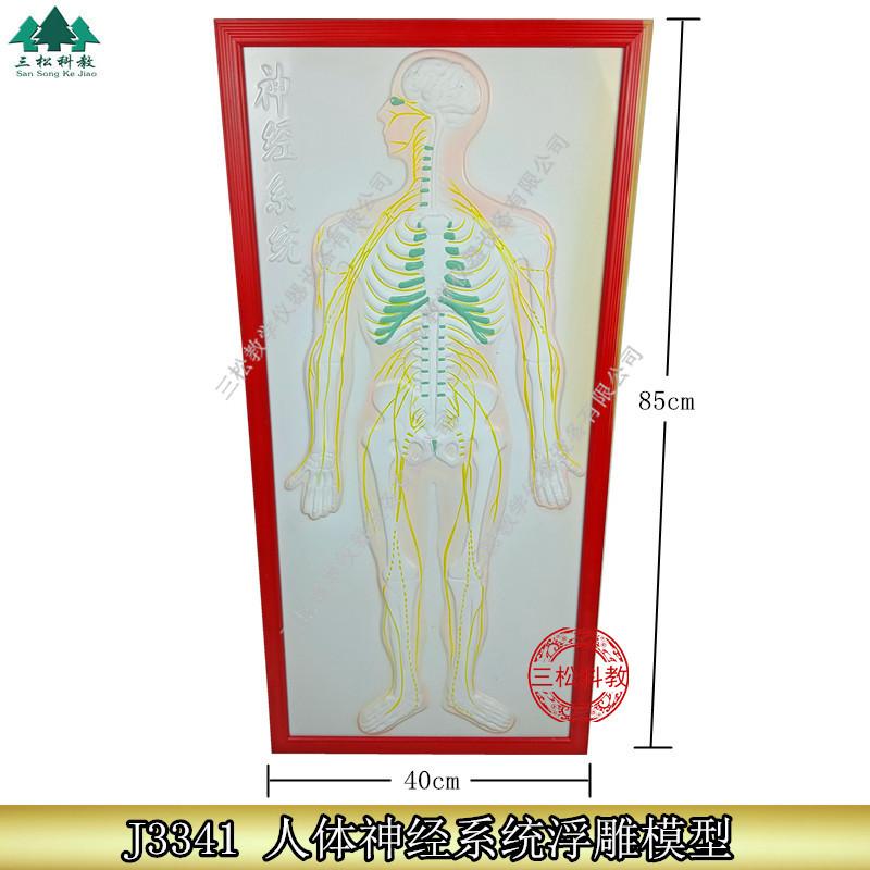 人体神经系统浮雕模型1_副本