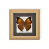 Marco de Espécimen de Mariposa Rara para Exhibición, Regalo o Decoración; Regalo de Madera Único y Versátil