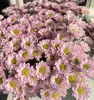 Atacado de Flores Margaridas Multicabeça, Entrega Direta de Yunnan, Cestas de Flores, Buquês, Arranjos para Vaso em Casa, Exposição em Banca, Compra em Grupo, Dropshipping de Uma Peça