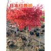 Mudas de Bordo Vermelho, Bordo Vermelho Japonês Vermelho de Quatro Estações, Bonsai Red Dancer, Árvore Grande em Vaso, Planta para Arborização de Pátio, Bordo Vermelho de Três Estações