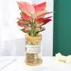 Planta Hidropónica en Maceta Ruyi Reina Roja de Hoja Perenne Suerte Flor de Interior para Oficina Planta Verde Suculenta Fragante de Nueve Hojas Fácil de Cultivar