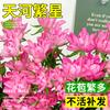 Venta al por mayor Tianhe Semilleros de Flores Rosa Estrellada Arbustos Miniatura Fáciles de Cuidar Plantas en Maceta Multicabezales Flores Grandes Fragantes Tianhe