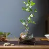 Planta hidropônica nove mil fragrâncias flores plantas em vaso plantas verdes interior sete mil fragrâncias jasmim quatro estações fácil de cuidar mesa plantas verdes preguiçosas