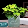 Planta Mimosa em Vaso Pequeno, Planta para Varanda Interna, Sala de Estar, Escritório, Quarto Planta Verde, Planta Verde Fácil de Cuidar o Ano Todo