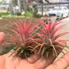 Venda Direta da Fábrica Orquídea do Ar Planta Aérea Planta Sem Solo Vermelho Amarelo Verde Elfo Barba de Velho Medusa Atacado