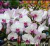Semillas de Flor Phalaenopsis Florecen Continuamente en el Año Actual Semillas de Flor Phalaenopsis Plantas en Maceta para Balcón Son Fáciles de Cultivar en Todas las Estaciones