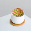 Combinación de Plantas Suculentas Pequeñas en Maceta para Interiores Suculentas Fáciles de Cuidar Plantas Verdes de Escritorio Flores con Maceta Paquete para Principiantes