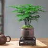 Planta de Bambu em Vaso da Moda para Interior, Bonsai, Sala de Estar, Escritório, Mesa, Planta Verde, Bambu Nuvem Boa, Sempre Verde, Todas as Estações