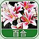 3767 - 百合香精