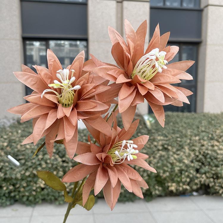新3头大爪菊-sxftx-咖色.JPG