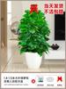 Dropshipping Árbol de la Felicidad Planta de Interior en Maceta para Sala de Estar Planta Verde de Pila Vieja Grande Árbol de la Paz de Interior Bonsái Planta Absorbente de Formaldehído Cuatro