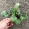 Plantas de Piedra Absorbente Plantas Verdes Piedra de Agua Acuaterrario Tanque de Selva Rocalla Paisajismo Musgo Helecho Micro-paisaje Plantas de Bonsái