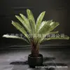 Combinación única de serie roja rosa azul plátano cola suelta caparazón de tortuga Kwai Canna escénico simulación