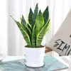 Planta de serpiente con borde dorado en maceta, planta verde suculenta hidropónica, fácil de cuidar en interiores, perenne en todas las estaciones, adecuada para la oficina