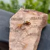 Blf652 Ninfa Hundida de Cabeza de Cobre Atada Finamente Señuelo para Pesca con Mosca Venta al por Mayor Alambre de Cobre Reforzado Anzuelo con Barba Señuelo de Pesca