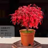 Planta em Vaso Nandina de Fogo Estudo Varanda Sala de Estar Pequena Planta Verde Bonsai de Mesa Fácil de Cuidar e Cultivar Ornamento Criativo