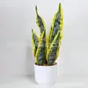 Planta Pele de Tigre Artificial Planta em Vaso Planta de Interior e Exterior Decoração de Casa Planta Verde Agave Sisal Bonsai Sala de Estar Pequena Planta em Vaso Ornamento Atacado