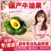 Selección Cuidadosa Aguacate Hass Doméstico de Yunnan Dropshipping 8 Frutas Medianas 130-160g Aguacate Fresco