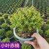 Planta em Vaso Bonsai Miniatura de Nanmu Vermelho, Flor de Interior, Pequena Planta Verde para Mesa de Escritório, Fácil de Cuidar, Adequada para Todas as Estações