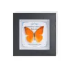 Marco de Vidrio Moderno Sencillo para Espécimenes de Mariposa Sala de Estar Regalo Pintura Decorativa Marco de Espécimen