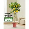 Planta de Limoeiro em Vaso com Frutos, Planta Verde Comestível, Grande para Sala de Estar Interna Varanda, Planta de Floração Quatro Estações, Fácil de Manter