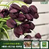 Resistencia al FríoTulipán Holandés Hidropónico Planta de Floración Cuatro Estaciones Planta Verde Flores en Maceta para Sala de Estar Apto para Principiantes