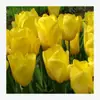 Semillas de bulbos de tulipán, bulbos holandeses de pétalo simple de 5 grados, flores de interior en maceta, florecen todo el año, fáciles de cuidar, aptos para cultivo hidropónico, venta al por mayor