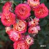 Dropshipping Ouyue Varanda Pátio Planta Flor em Vaso Flor Rosa Trepadeira Flor Rosa Trepadeira Rosa o Ano Todo