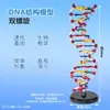 Modelo de Estrutura de Hélice Dupla de DNA para Ensino Médio Modelo de Estrutura Molecular Grande 60cm com Base Pares de Bases Base Genética