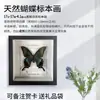 Marco de Fotos con Espécimen de Mariposa Verdadera Cinturón Verde Mariposa Cuifeng Pintura Decorativa Pintura Colgante Adornos Puesto de Regalo de Educación Popular Científica Obtener Artículos
