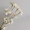 Sementes de Melão com Flores Secas de Yunnan, Flores Frescas Feitas à Mão, Flores Reais para Decoração de Casa, Adereços de Fotografia, Atacado