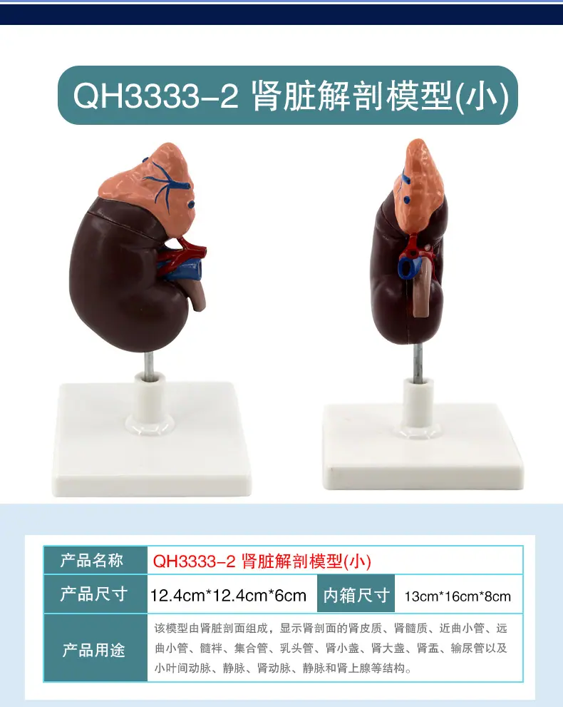 肾脏解剖模型_08