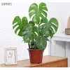 Planta Hidropônica Monstera Planta Verde Purificação do Ar Interno Ave do Paraíso Folha Grande Folhagem Perene de Interior Vaso Tronco Velho