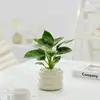 Bonsái Tocón Viejo Bonsái Cuatro Estaciones Plantas Fáciles de Cultivar Escritorio Oficina Floración Resistente a la Sequía Plantas Verdes Plantas Pequeñas en Maceta