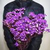 Gipsofila Eterna DIY Dia dos Namorados Festival Qixi Flores Secas Buquê de Celebridade da Internet Fabricante de Yunnan Entrega Direta Atacado Seco ao Ar