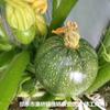 Semillas de Melón Verde West Lake de Maduración Temprana, Semillas de Pepino Pequeño de Maduración Temprana, Semillas de Verdura de Calabaza de Vid Corta Sin Zarcillos para Siembra en Campo