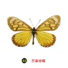 Especímenes Tridimensionales de Mariposas e Insectos Reales para la Educación Científica Infantil en Jardines de Infancia, con Alas Extendidas, Diseño de Estilo Fotográfico 1