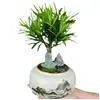 Bonsai Podocarpus Velho em Pilha Paisagismo Escritório Mesa Desktop Celebridade da Internet Planta Verde Planta em Vaso É Fácil de Cultivar em Todas as Estações e Purifica o Ar Planta