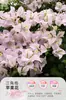Plántulas de Buganvilia en Maceta con Flores, Plántulas Extra Grandes, Sakura Zhanghong, Interior Balcón, Floración Multitemporada, Enredadera de Alto Nivel
