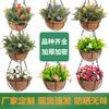 Transfronteiriço Amazon Nova Primavera Jardinagem Estrutura de Ferro Cesta de Flores de Coco Cesta Pendurada Vaso de Flores Roupas de Coco Cesta Pendurada Guirlanda Enfeites Pendurados
