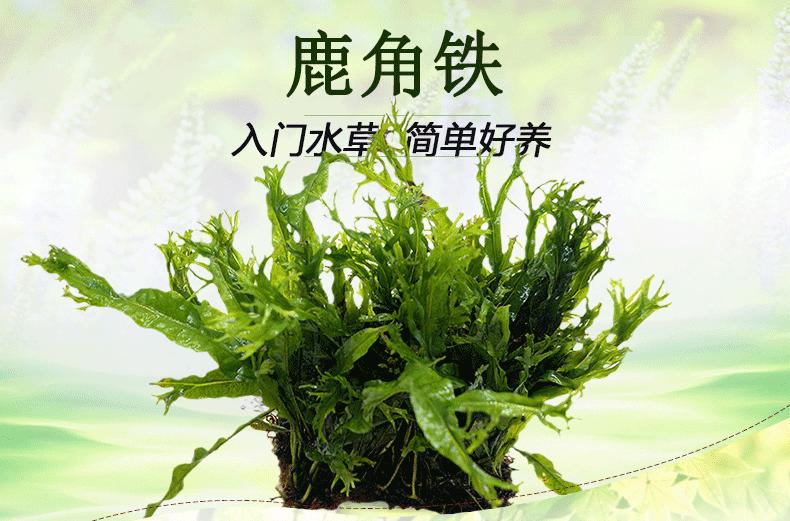 细叶铁鹿角铁_02